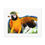 Rare Parrot Postcard