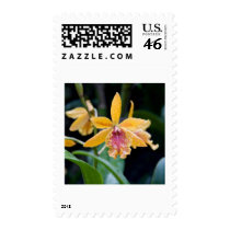 Rare stamps