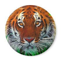 Rare Sumatran Tiger from Indonesia magnets
