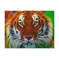 Rare Sumatran Tiger from Indonesia postcards by KahunaLuna Rare Sumatran Tiger from Indonesia postcards