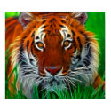 Rare Sumatran Tiger from Indonesia posters by KahunaLuna Rare Sumatran Tiger from Indonesia posters