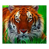 Rare Sumatran Tiger from Indonesia posters