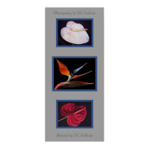 Rare Tropicals by TDGallery posters by tdgallery Rare Tropicals by TDGallery posters
