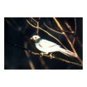 RARE White Cardinal posters