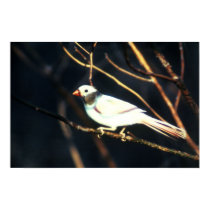 RARE White Cardinal posters