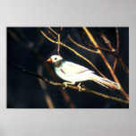 RARE White Cardinal posters