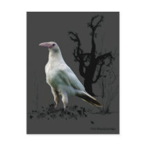 "Rare White Raven" Gifts postcards by HANDPRINTS "Rare White Raven" Gifts postcards