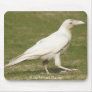 Rare White Raven Mouse Mats