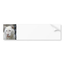 Rare White Tiger Bumper Stickers