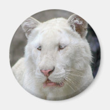 Rare White Tiger Magnet