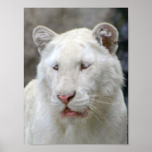 Rare White Tiger Poster Print