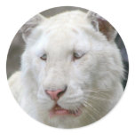 Rare White Tiger  Stickers