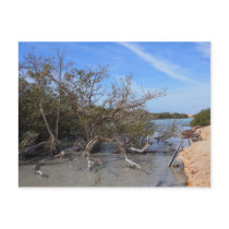 Ras Mohamed Nature Preserve Park, Sinai, Egypt Postcard