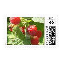 Rasberry stamp by Queen_Lydia16 Rasberry stamp