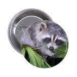 Rascal Racoon Button