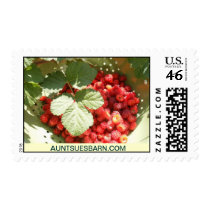 Raspberries From AuntSuesBarn.com Postage Stamps