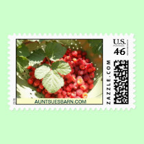 Raspberries From AuntSuesBarn.com postage