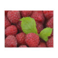 Raspberries postcard