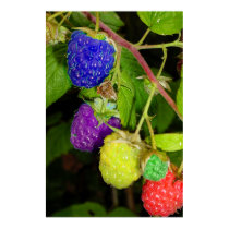 Raspberries posters