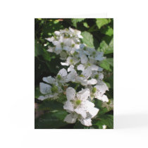 Raspberry Bush cards