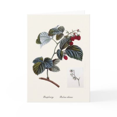 Raspberry Greeting Card