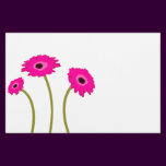 Raspberry Gerber Daisy