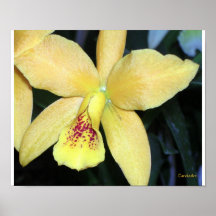 Raspberry Lemon Orchid Print