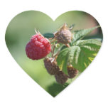 Raspberry Love Sticker stickers