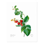 Raspberry Post Card