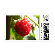 Raspberry Postage Stamp