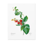 Raspberry Post Card