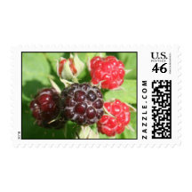 Raspberry Stamp