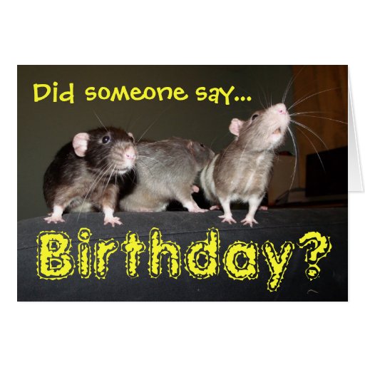 Rat Birthday Card Card Zazzle 