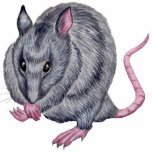 rat grooming sculpture photo cut outs