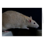 rat in mid leap cards