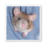 Rat Fridge Magnets