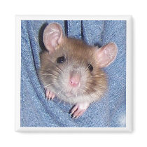 Rat magnets