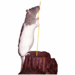 rat photo sculpture - Spotkin playing with string