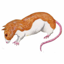 Rat sculpture - silver fawn berkshire rat acrylic cut outs