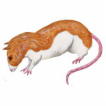 Rat sculpture - silver fawn berkshire rat acrylic cut outs