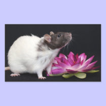 Rat Stickers stickers