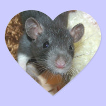 Rat Stickers stickers