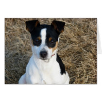 Rat Terrier cards by iiiyaaa Rat Terrier cards