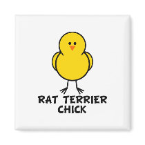Rat Terrier Chick magnets