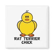 Rat Terrier Chick magnets
