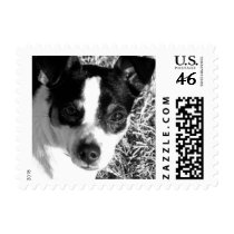 rat terrier postage