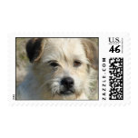 Rat Terrier Postage Stamp