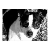 Rat Terrier posters by iiiyaaa Rat Terrier posters