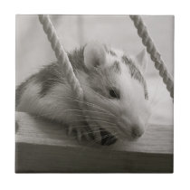 Rat Tile tiles