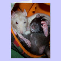 Rats Are Good For Pillows cards